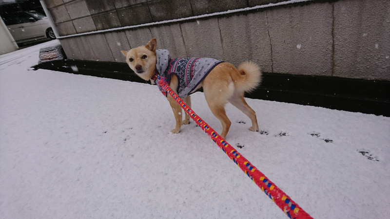 mixのチャーリーちゃん お泊まりの様子