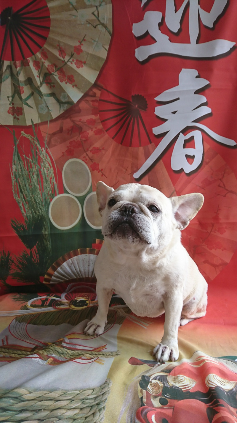 フレブルのあぴちゃん グルーミングコース