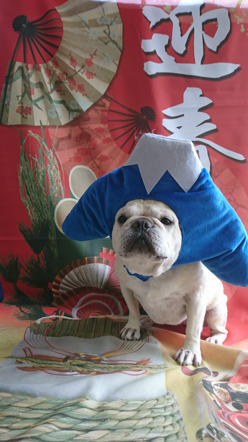 フレブルのあぴちゃん グルーミングコース