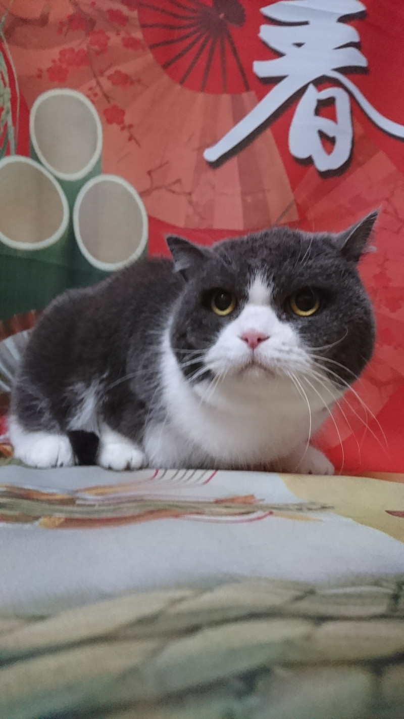 猫のゆずちゃん シャンプーコース お爪切り お耳掃除