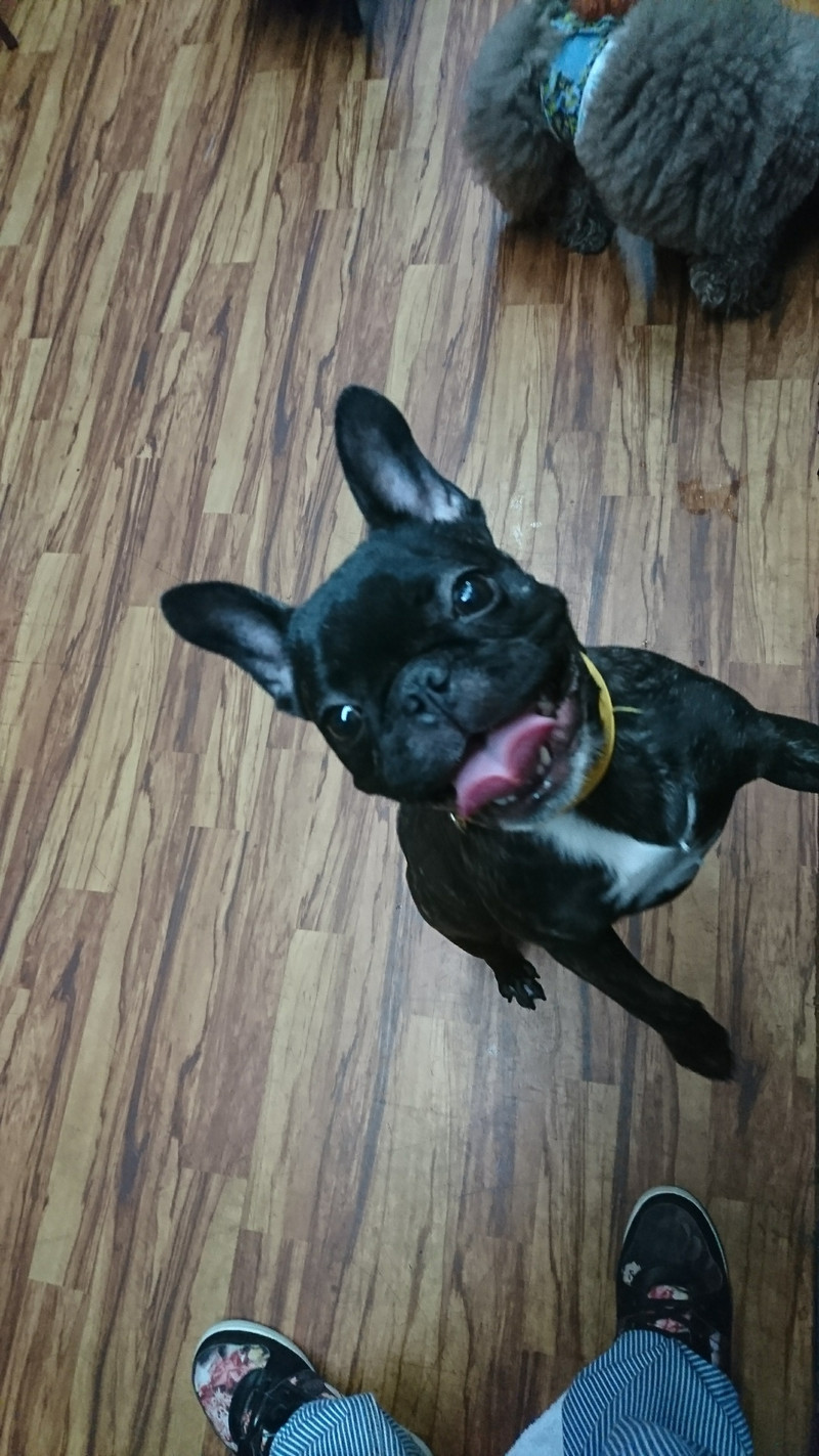 フレブルのあんこちゃん お泊まりの様子