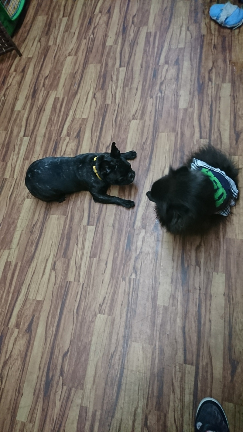 フレブルのあんこちゃん お泊まりの様子