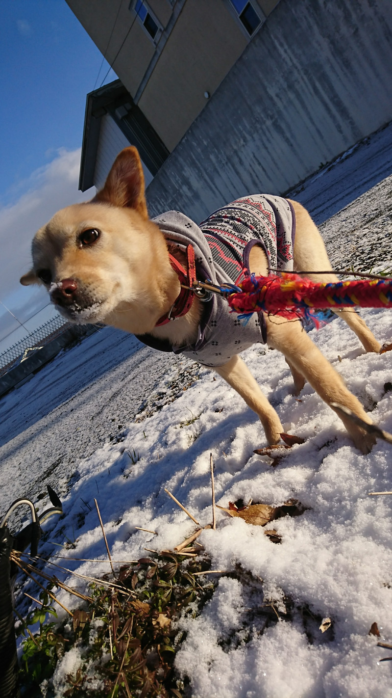 mixのチャーリーちゃん お泊まりの様子