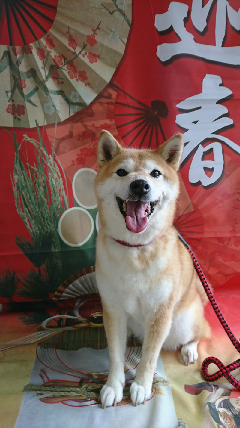 柴のさちちゃん シャンプーコース