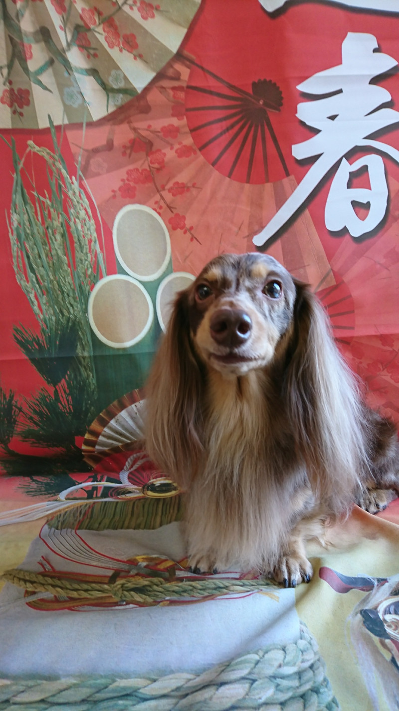 ダックスのシエルちゃん グルーミングコース 部分カット