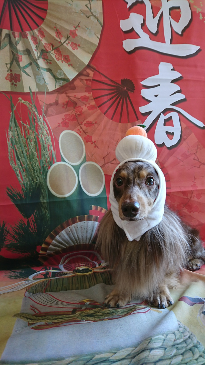 ダックスのシエルちゃん グルーミングコース 部分カット