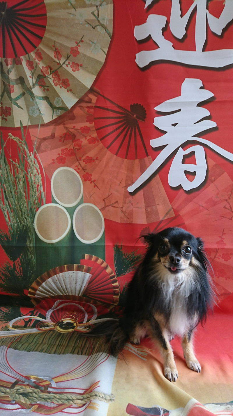 チワワのレモンちゃん グルーミングコース 部分カット