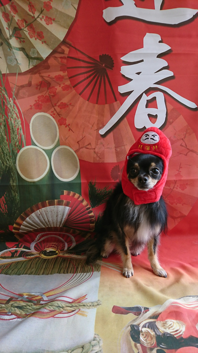 チワワのレモンちゃん グルーミングコース 部分カット