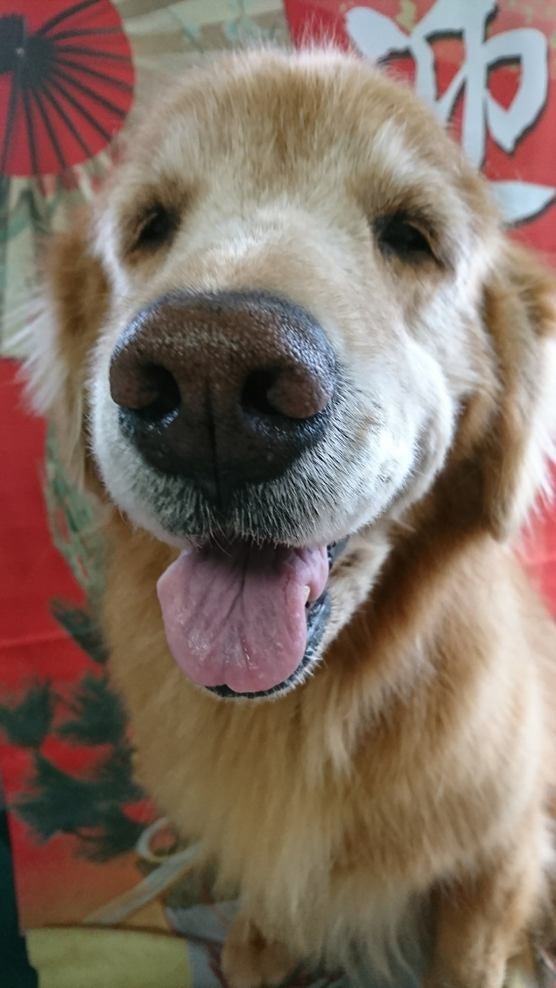 ゴールデンのグリーンちゃん グルーミングコース