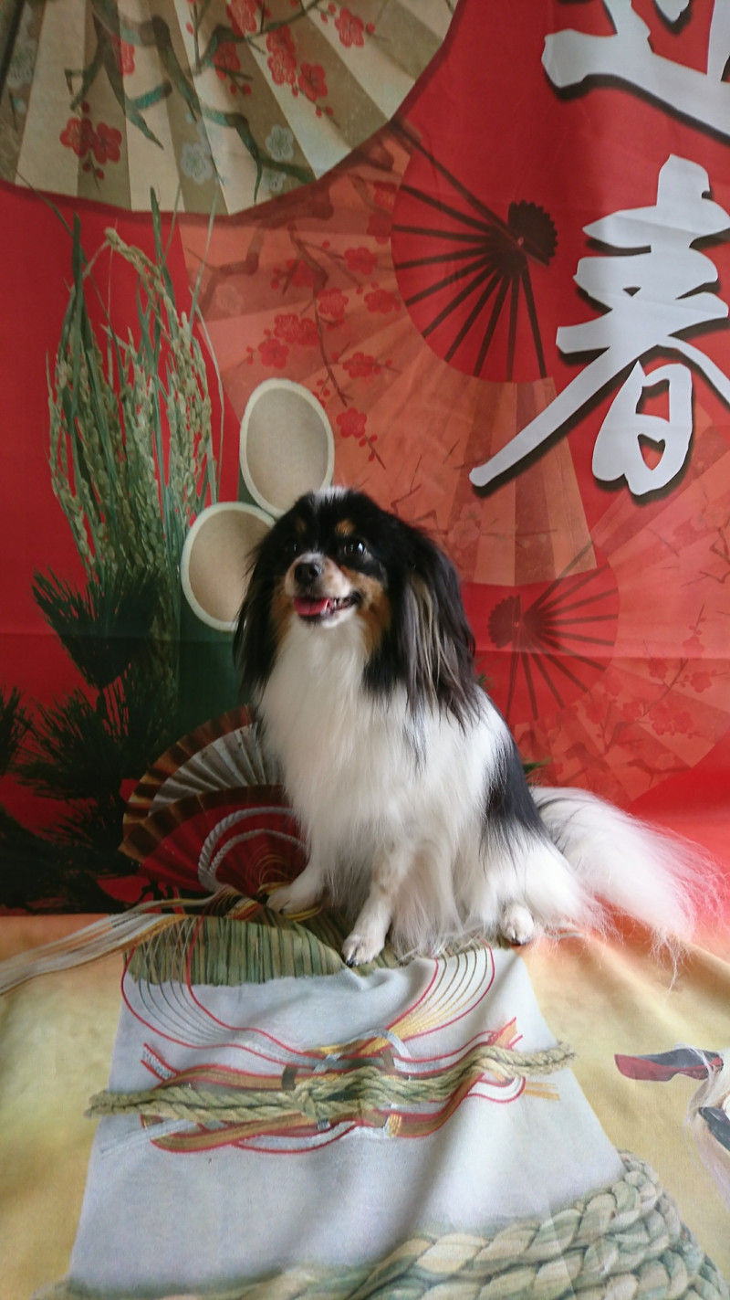 パピヨンのアニーちゃん グルーミングコース