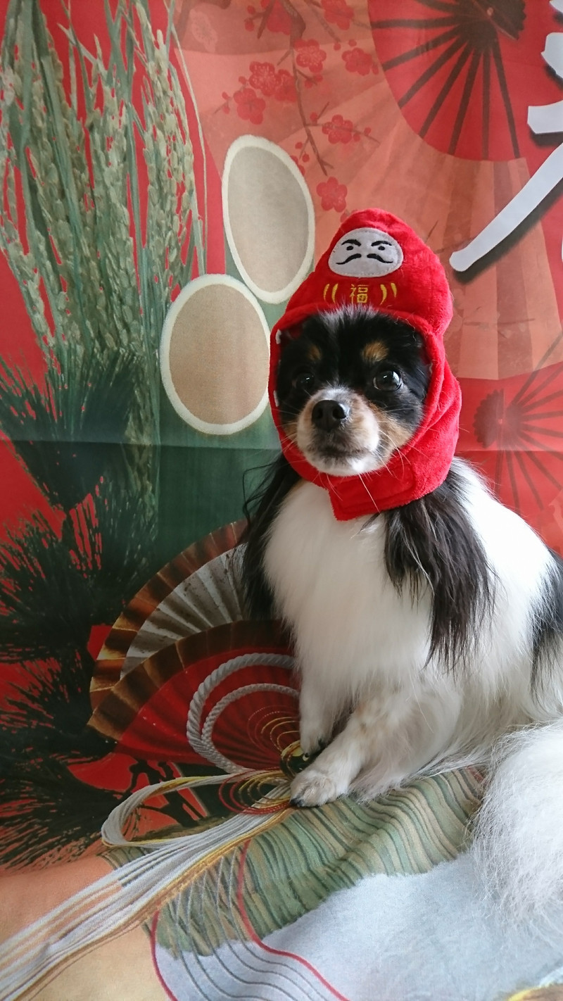 パピヨンのアニーちゃん グルーミングコース