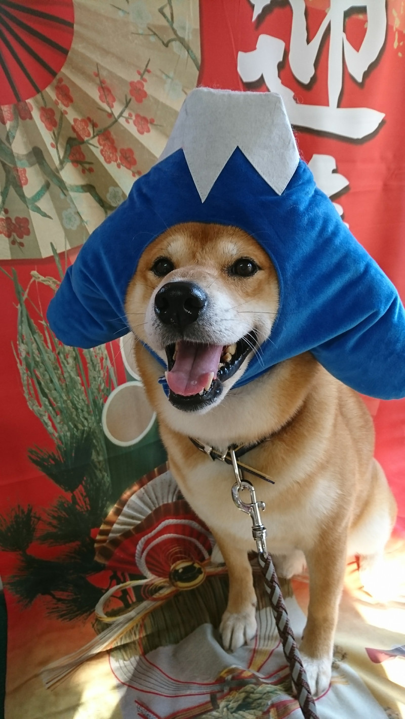 柴のコロンブスちゃん グルーミングコース 炭酸泉