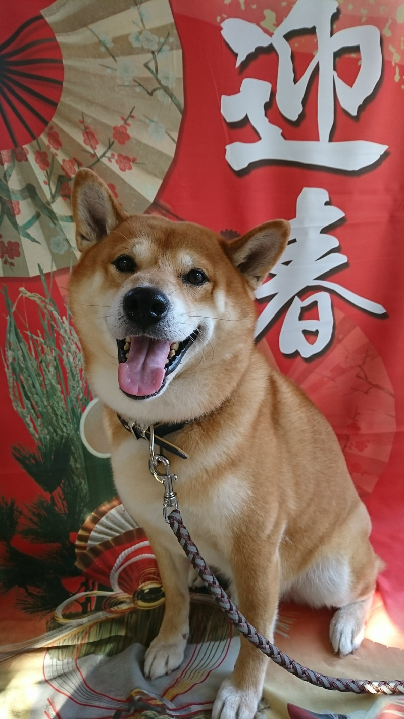 柴のコロンブスちゃん グルーミングコース 炭酸泉