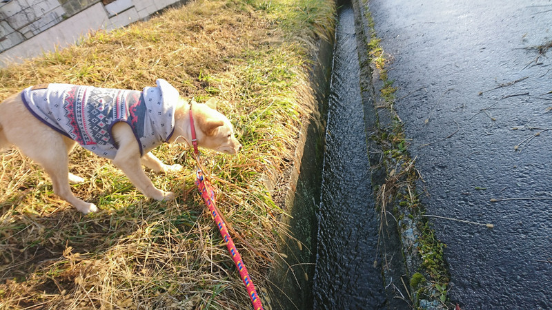 mixのチャーリーちゃん お泊まりの様子