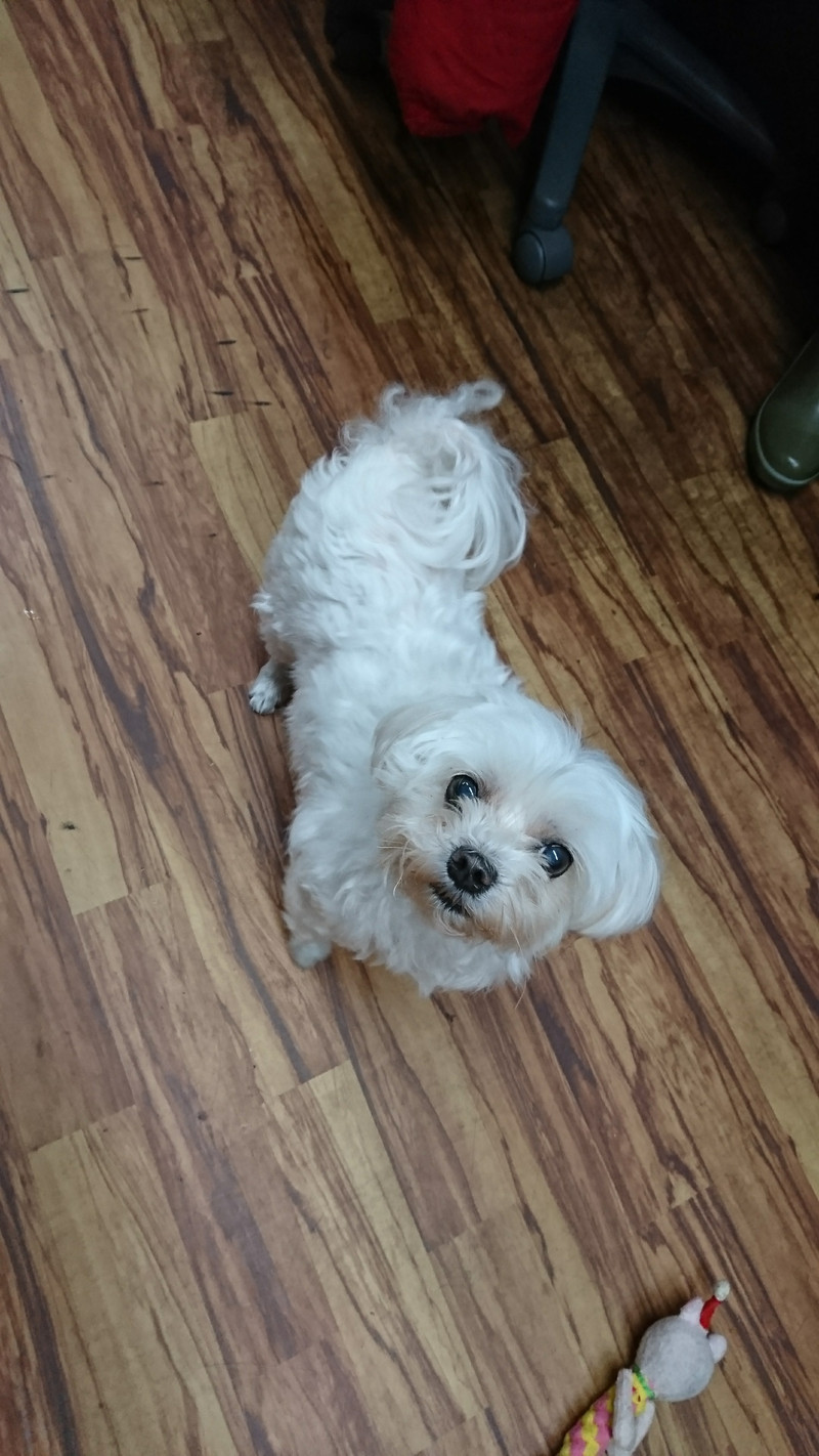 マルチーズのモモちゃん お泊まりの様子