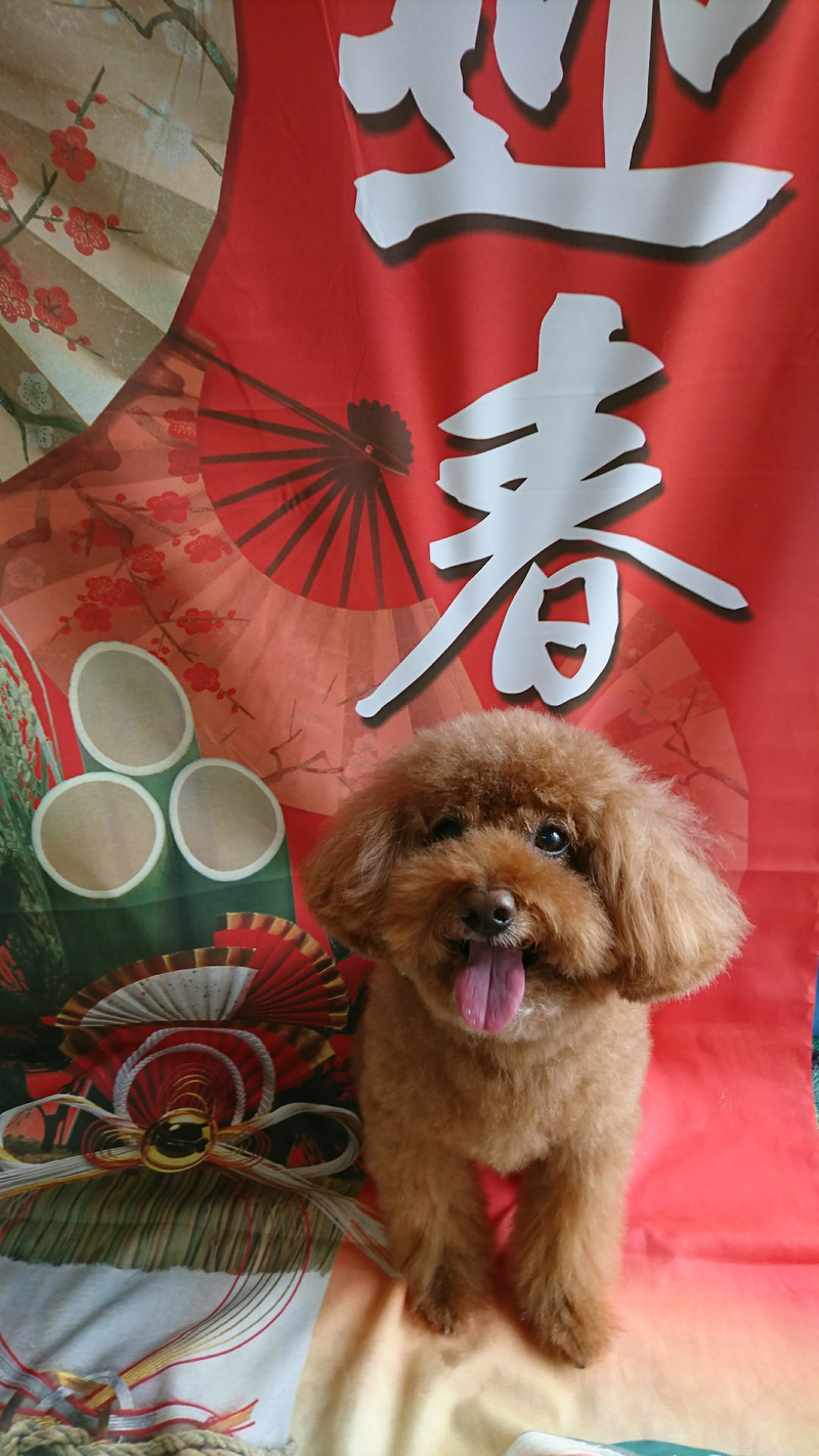 プードルのメイプルちゃん シャンプーコース