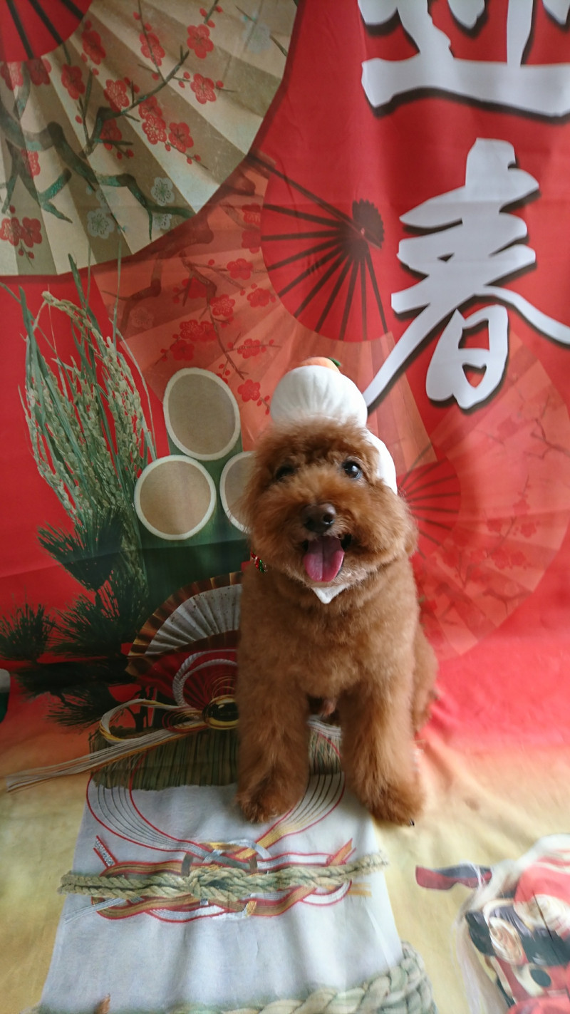 プードルのメイプルちゃん シャンプーコース