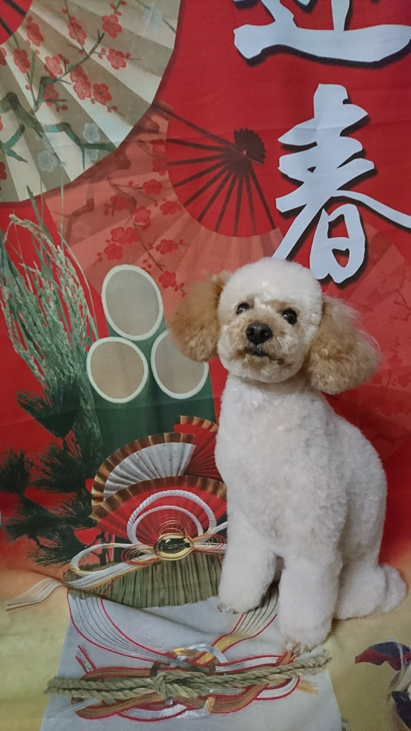 プードルのリオちゃん トリミングコース