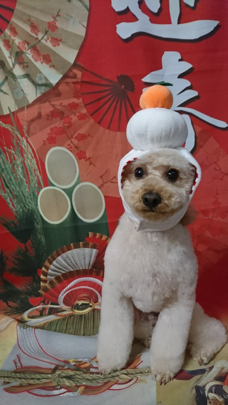 プードルのリオちゃん トリミングコース