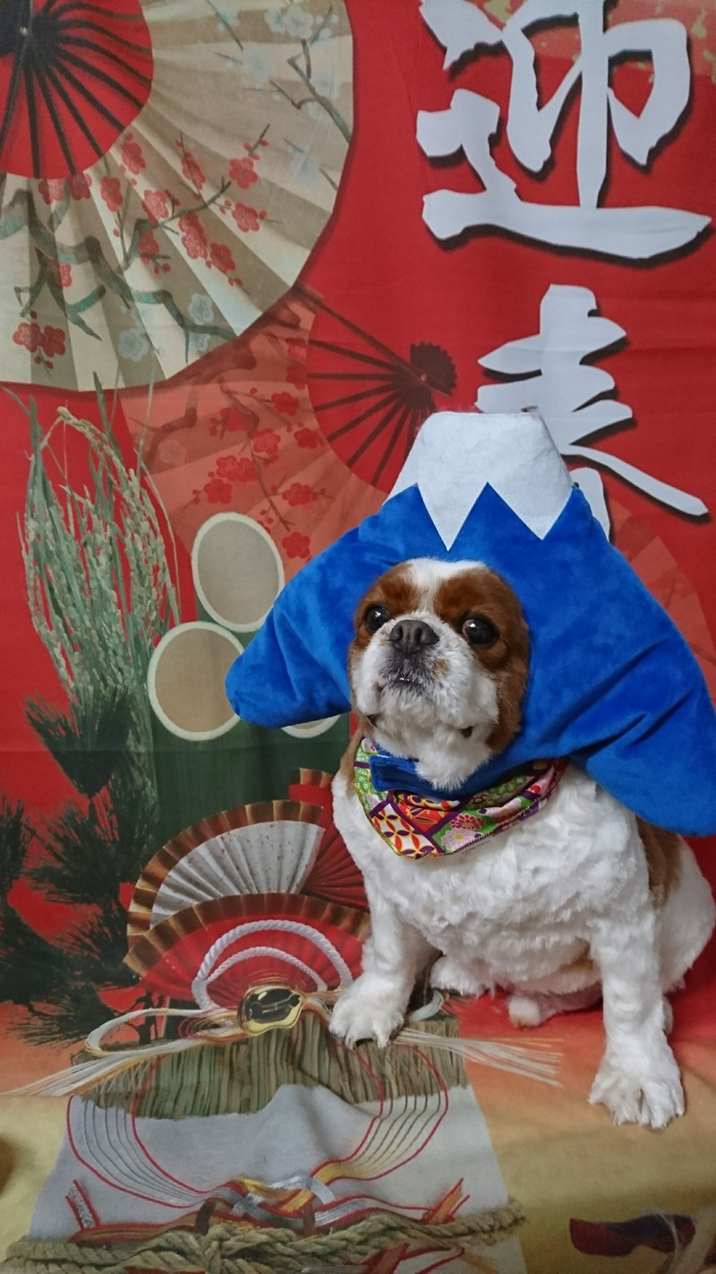 キャバリアのまるちゃん トリミングコース