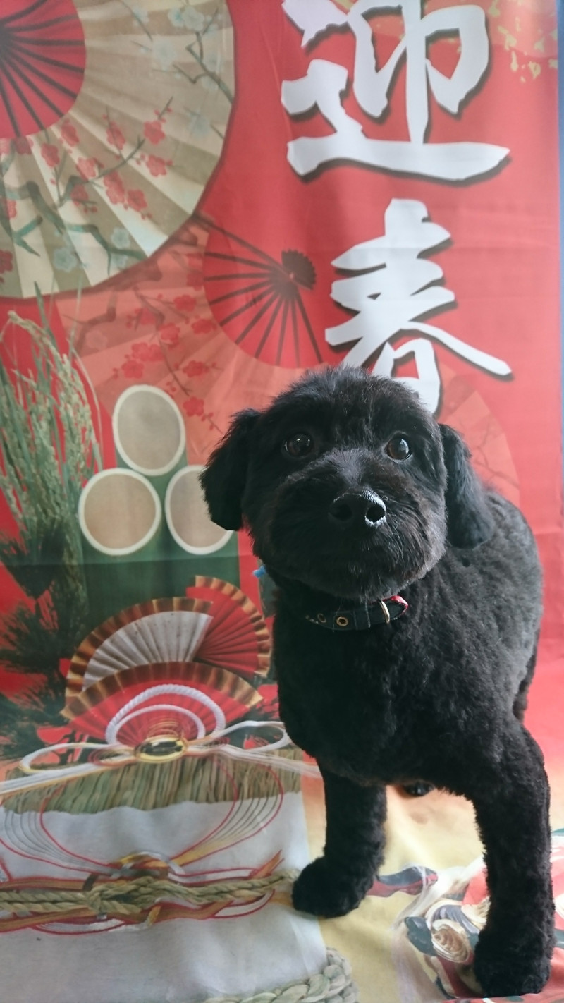 mixの小太郎ちゃん トリミングコース