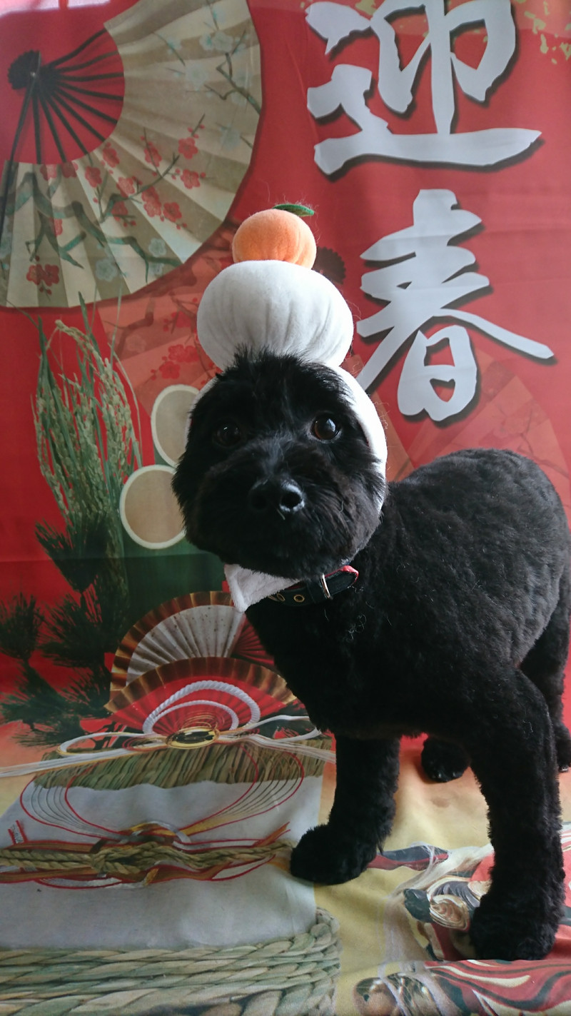 mixの小太郎ちゃん トリミングコース