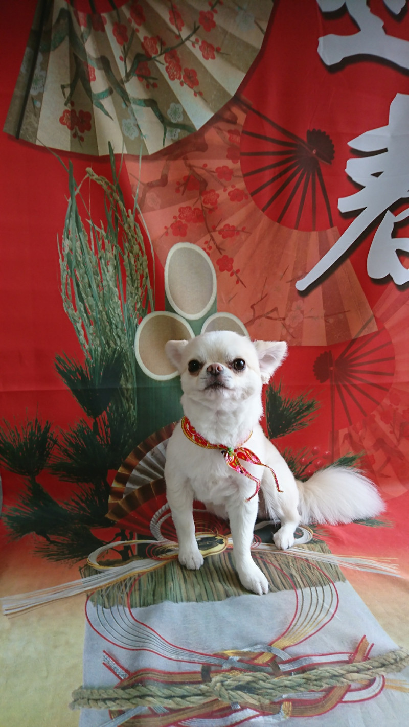 チワワの華丸ちゃん トリミングコース