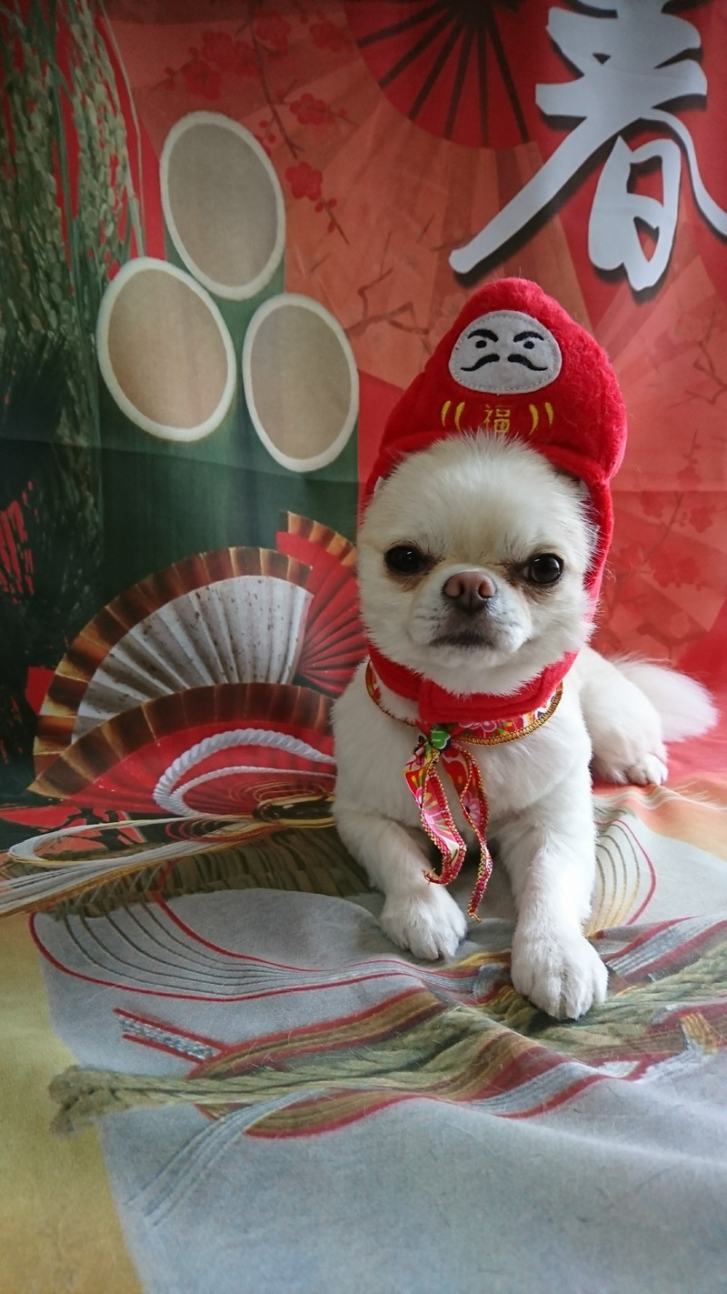 チワワの華丸ちゃん トリミングコース