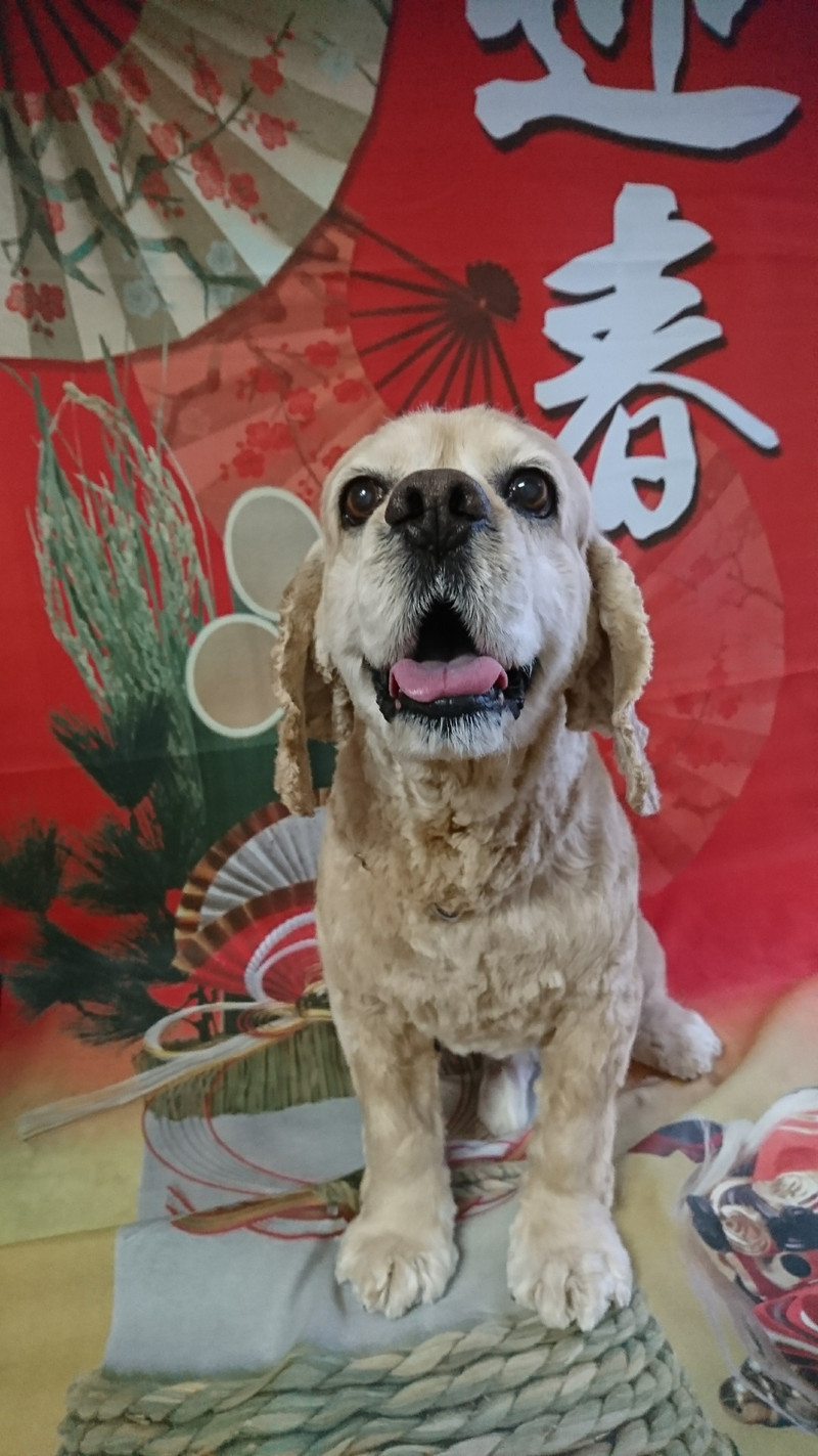 コッカーのれのちゃん トリミングコース