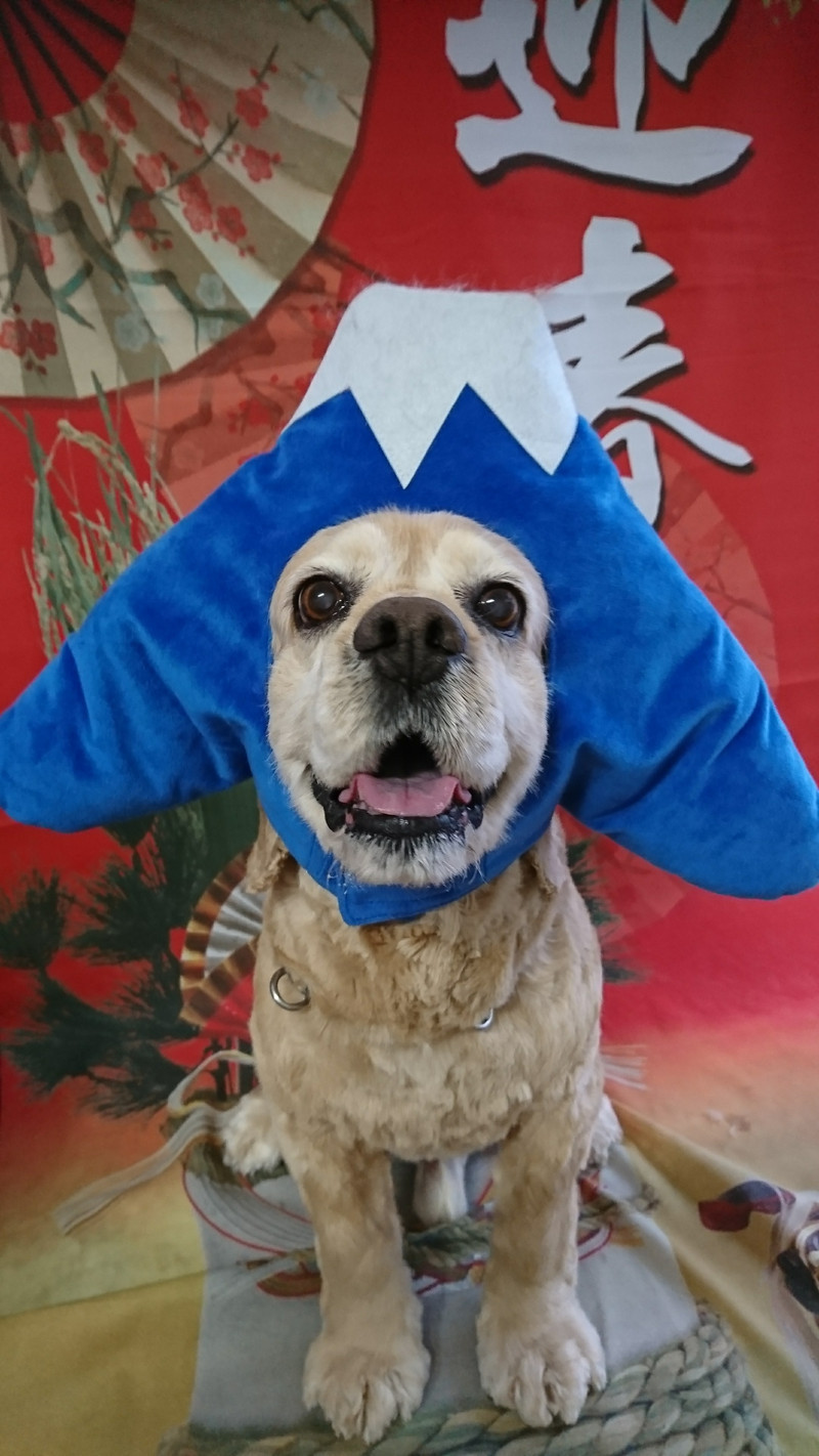 コッカーのれのちゃん トリミングコース