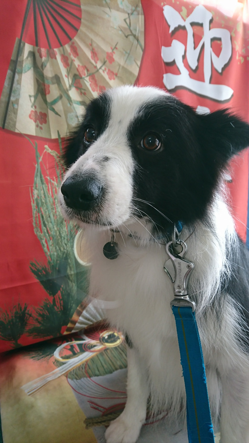 ボーダーのうみちゃん グルーミングコース