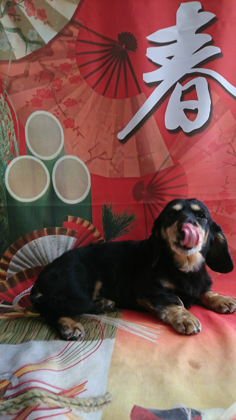 ダックスのクーちゃん グルーミングコース