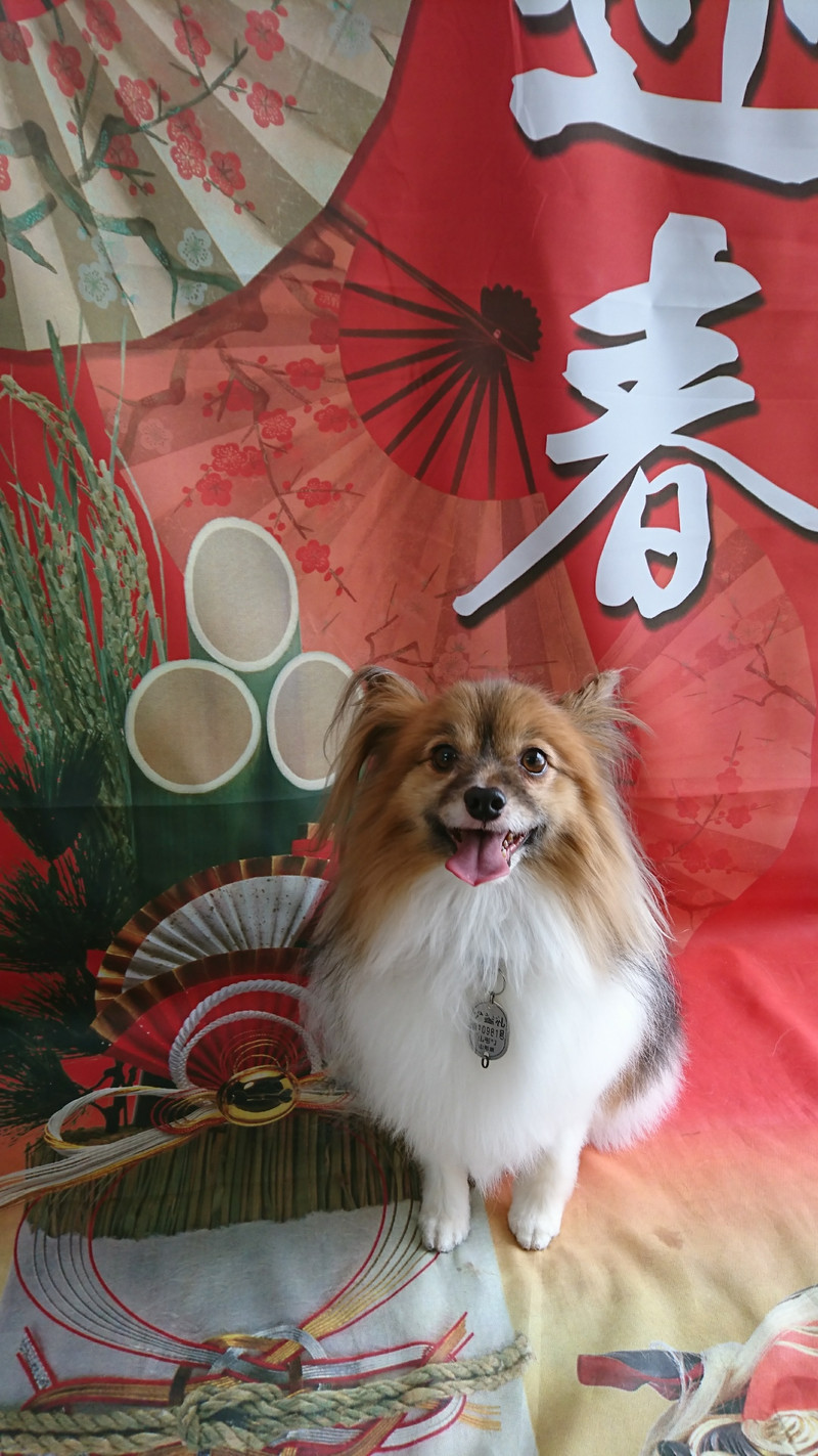 パピヨンのパピ助ちゃん グルーミングコース 部分カット