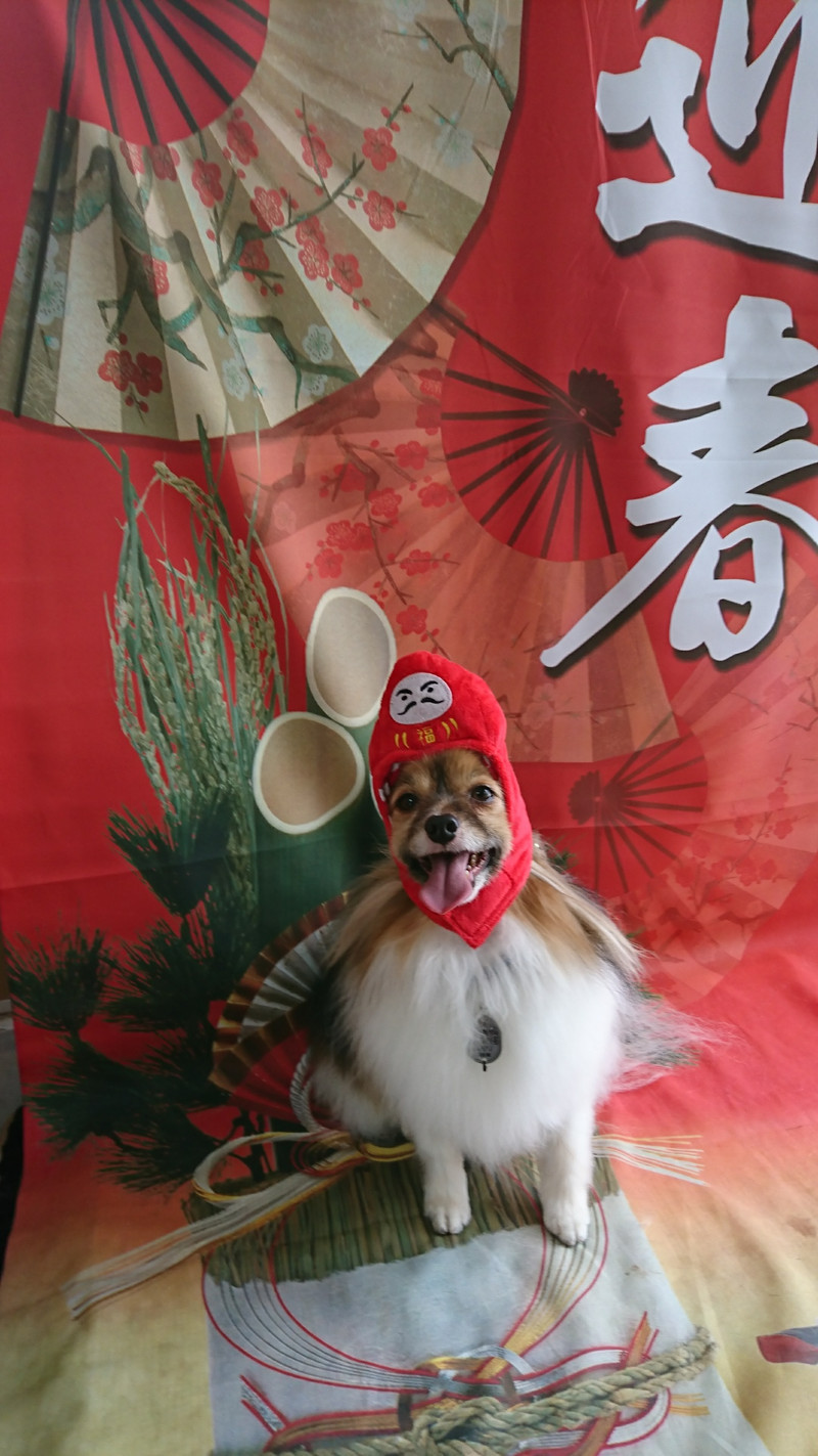 パピヨンのパピ助ちゃん グルーミングコース 部分カット