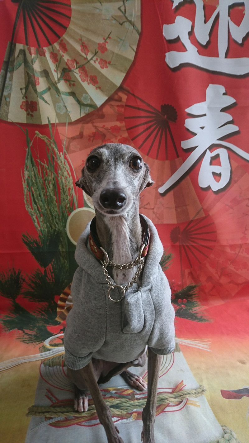 イタグレのダイゴちゃん&るるちゃん お爪切り