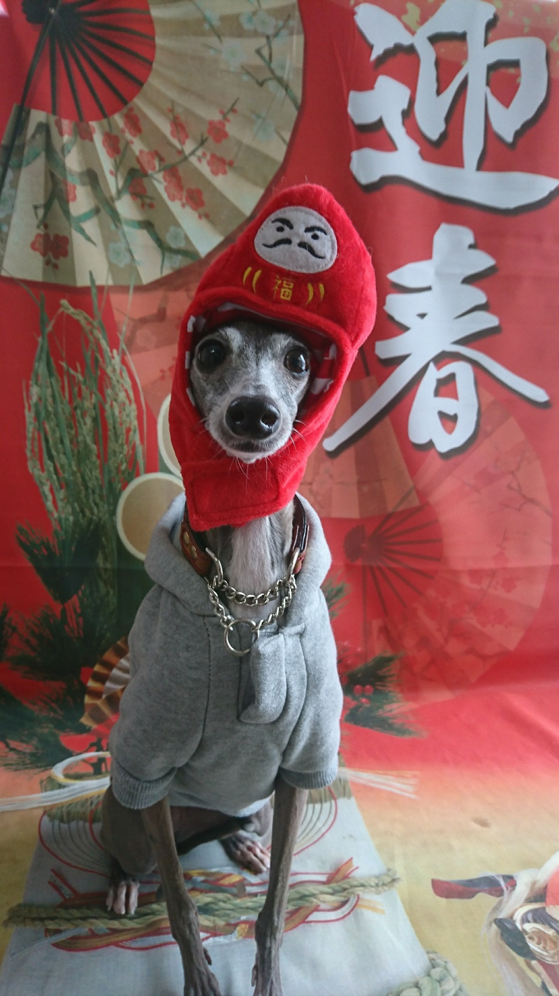 イタグレのダイゴちゃん&るるちゃん お爪切り