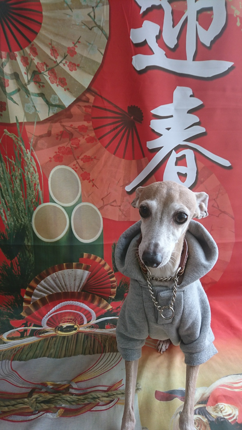 イタグレのダイゴちゃん&るるちゃん お爪切り