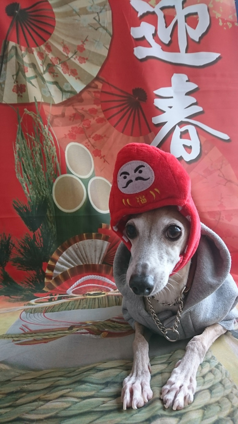 イタグレのダイゴちゃん&るるちゃん お爪切り