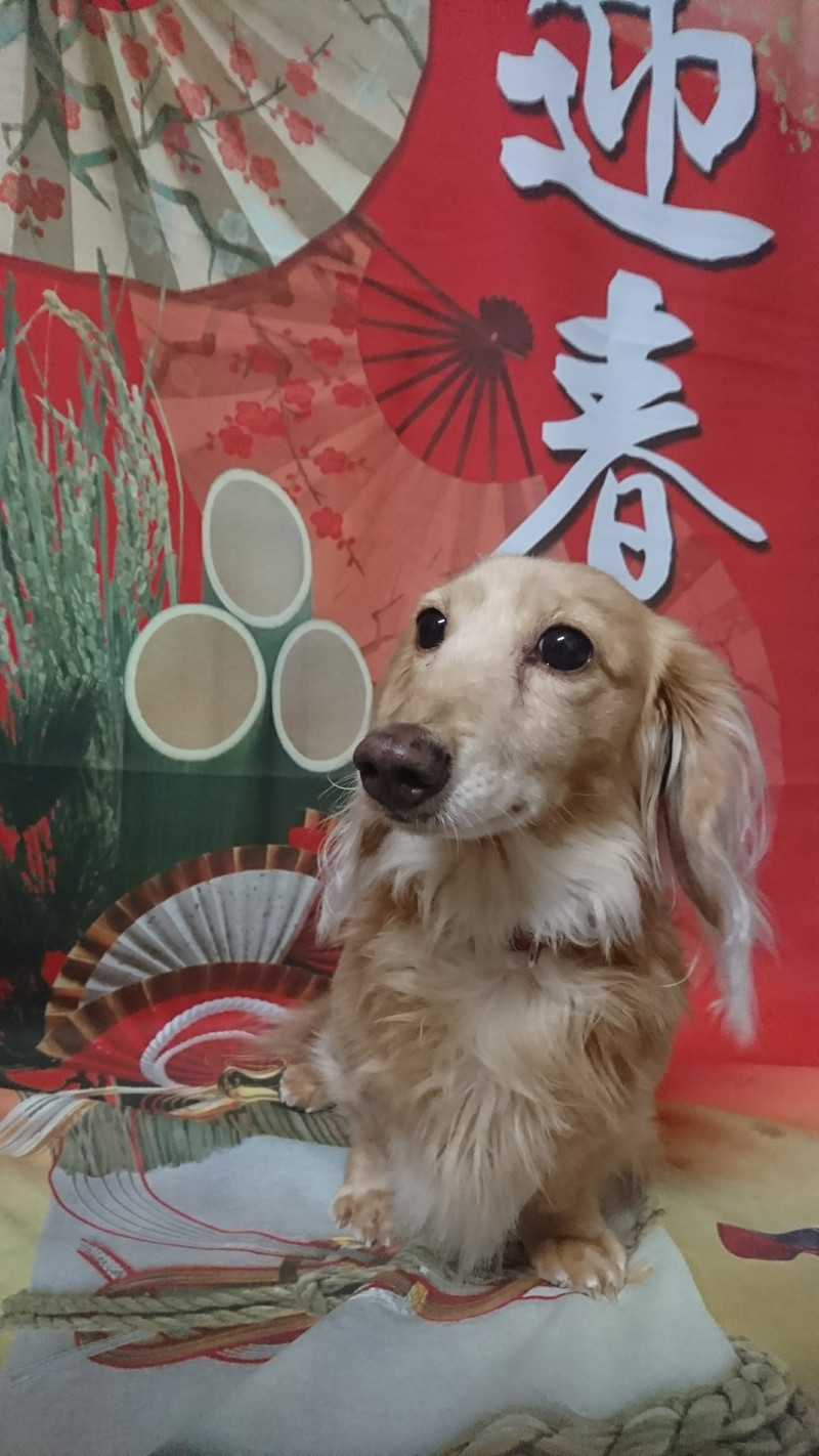 ダックスのルカちゃん お爪切り 足裏のカット 足周りのカット