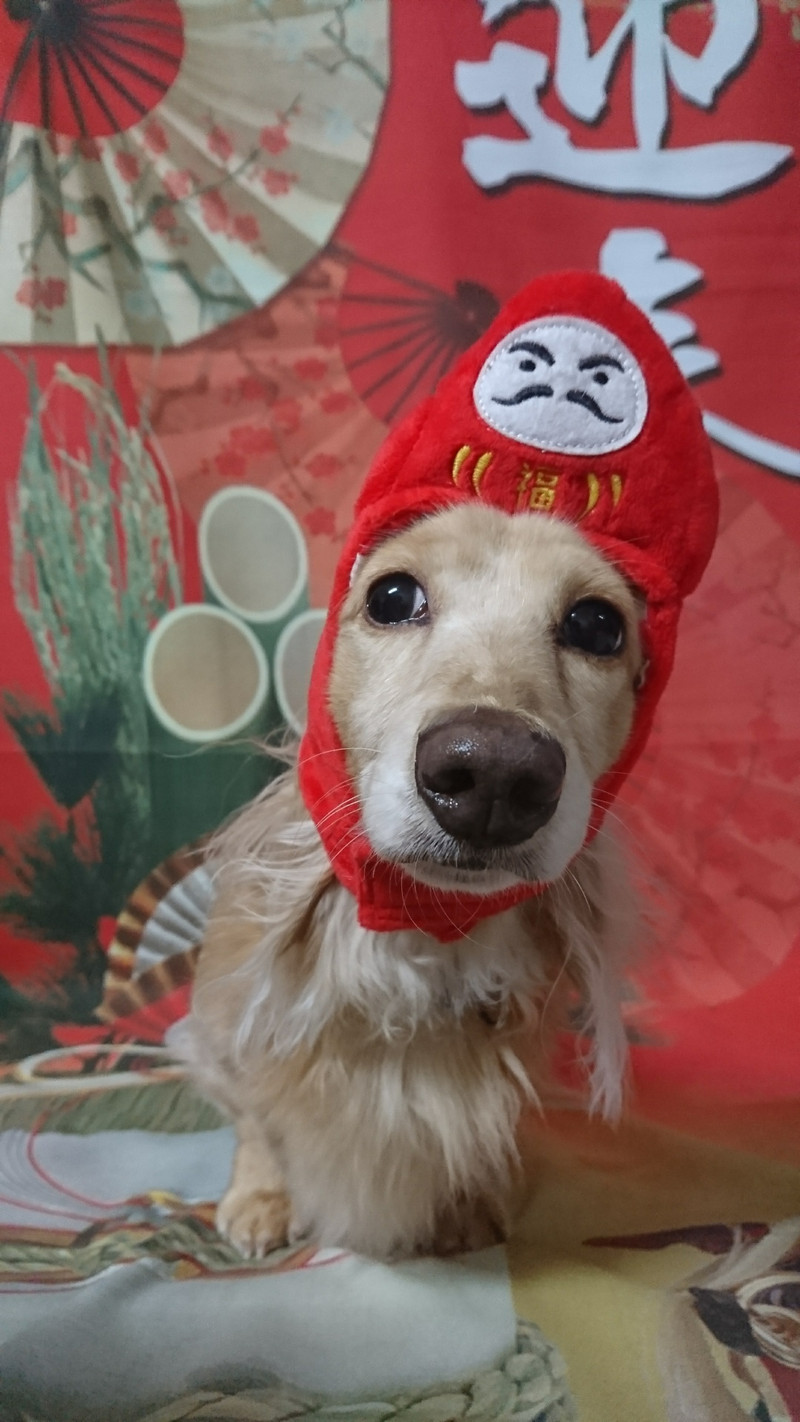 ダックスのルカちゃん お爪切り 足裏のカット 足周りのカット