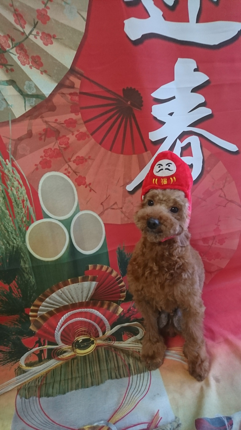 プードルのアルフちゃん トリミングコース