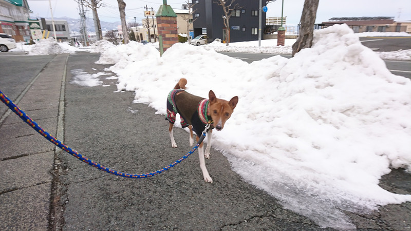 バセンジーのガスパールちゃん お泊まりの様子