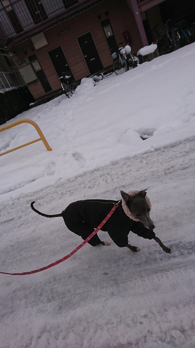 イタグレのティノちゃん お泊まりの様子