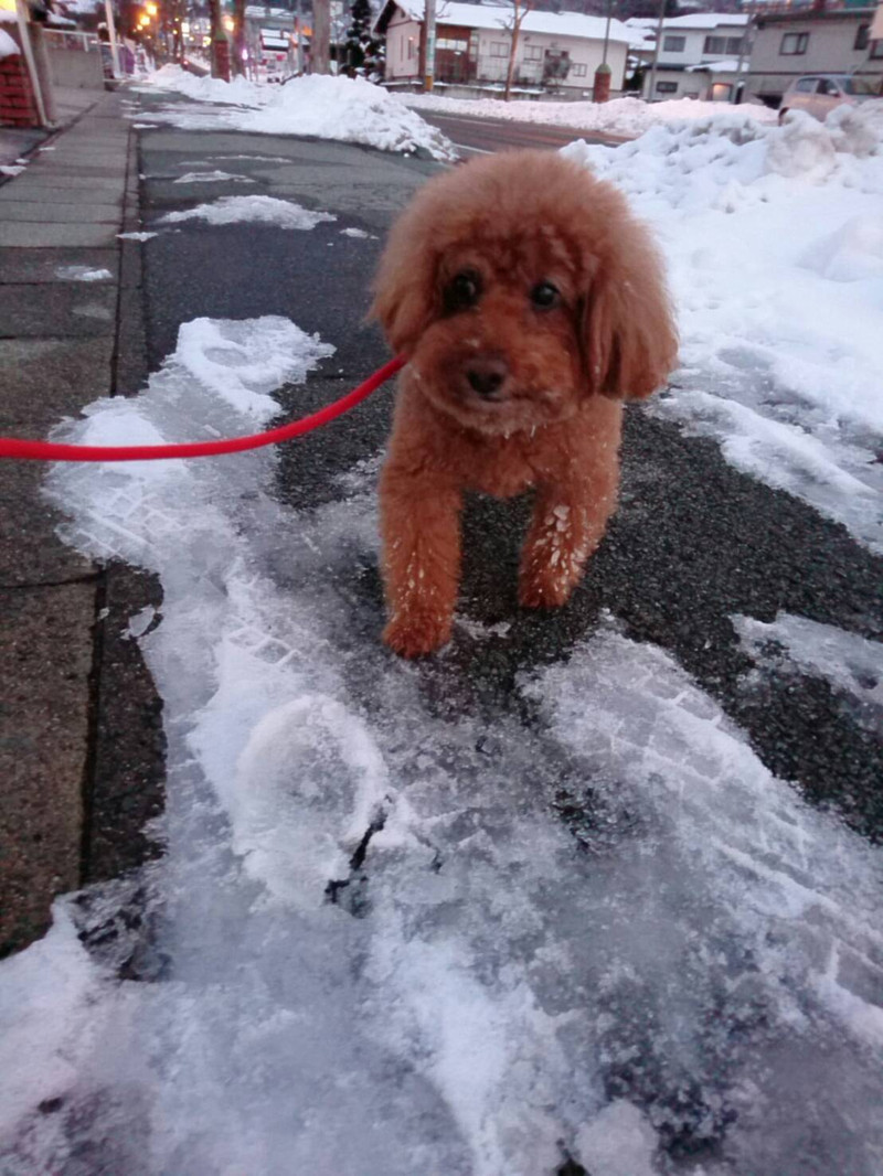 プードルのメイプルちゃん お泊まりの様子