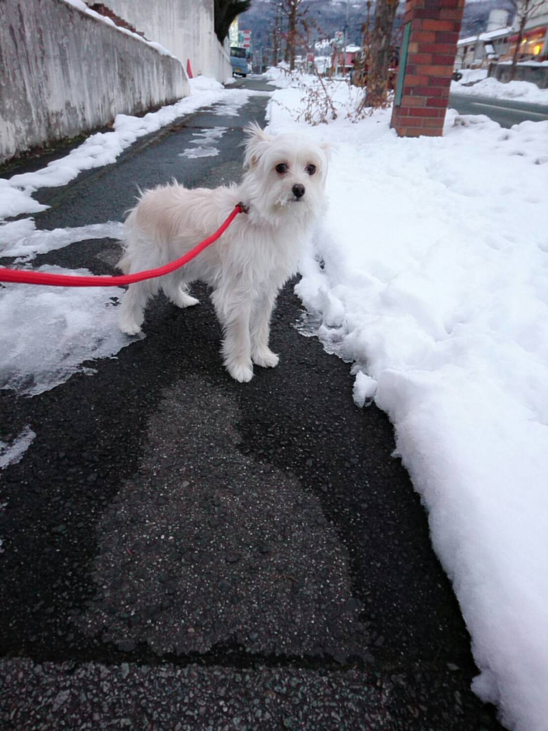mixのこむぎちゃん お泊まりの様子