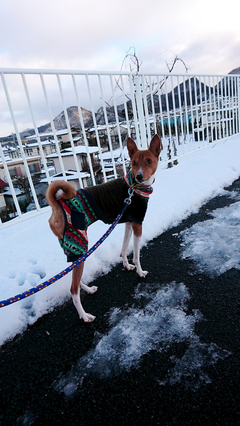 バセンジーのガスパールちゃん お泊まりの様子