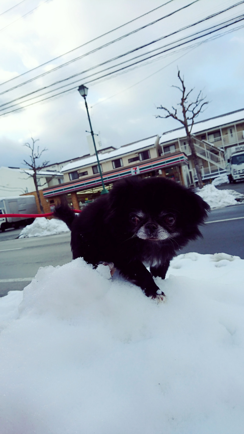 狆×チワワのキキちゃん お泊まりの様子