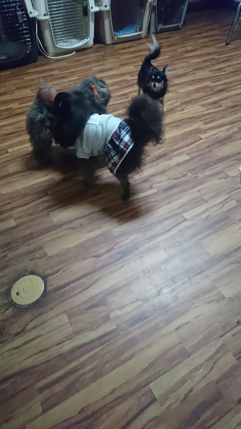 チワワのココアちゃん お泊まりの様子