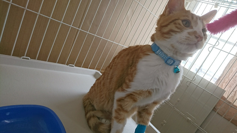 mixのまろんちゃん＆猫のゆずちゃん お泊まりの様子