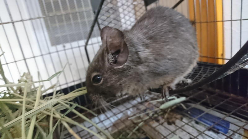 デグーのもんちゃん お泊まりの様子